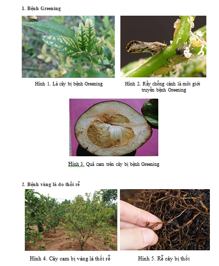 Quy trình kỹ thuật quản lý tổng hợp bệnh Greening, bệnh vàng lá thối rễ và bệnh Tristeza hại cây có múi